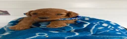 Cockapoo dogs for sale: Health tested 4 red F1b cockapoo  - Advert 32