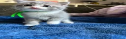 Mixed Breed cats for sale: 2 beautiful male kittens.  - Advert 3