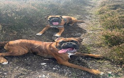 Boxer dogs for sale: 2 Boxers to re-home, must go together - Image 2