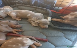 Dachshund dogs for sale: Dachshund Puppy 5 - Isabella dapple dachshund puppies - Image 10