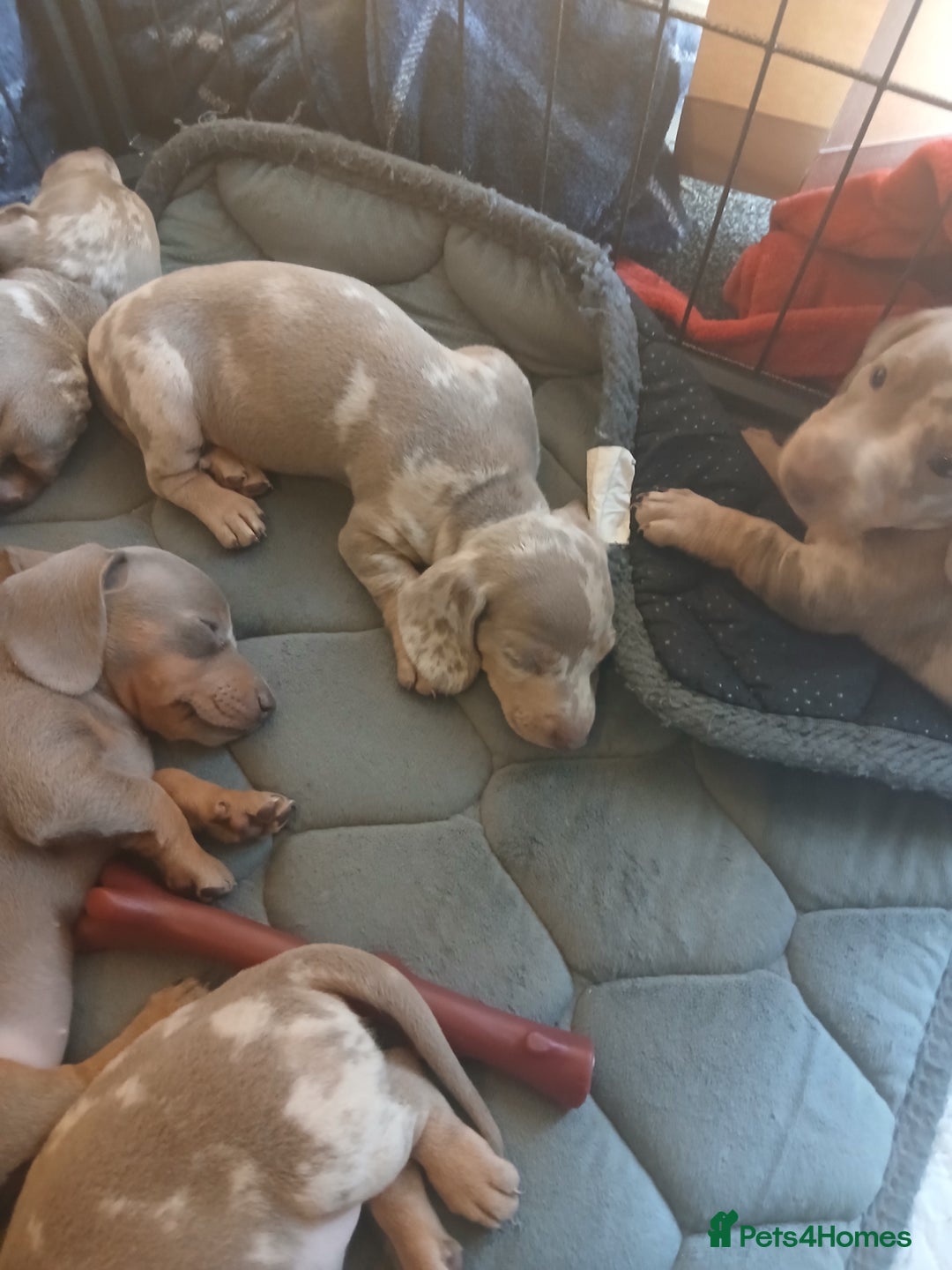Dachshund dogs for sale: Dachshund Puppy 5 - Isabella dapple dachshund puppies - Image 10