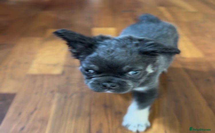 French Bulldog dogs - Advert 6