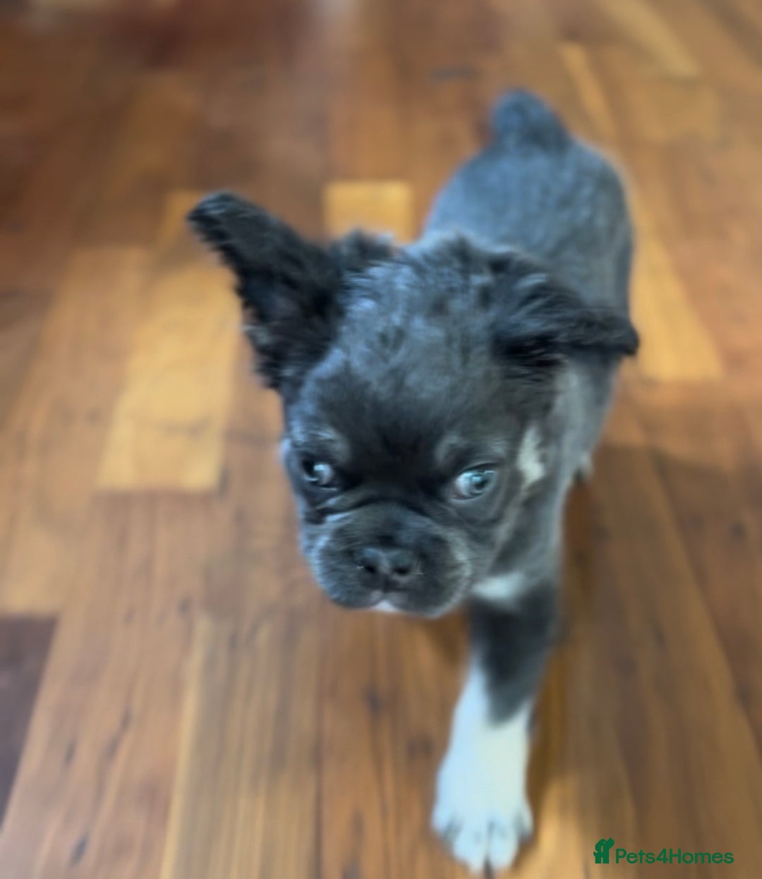 French Bulldog dogs for sale: French bulldog pups reduced what’s left now  - Image 29