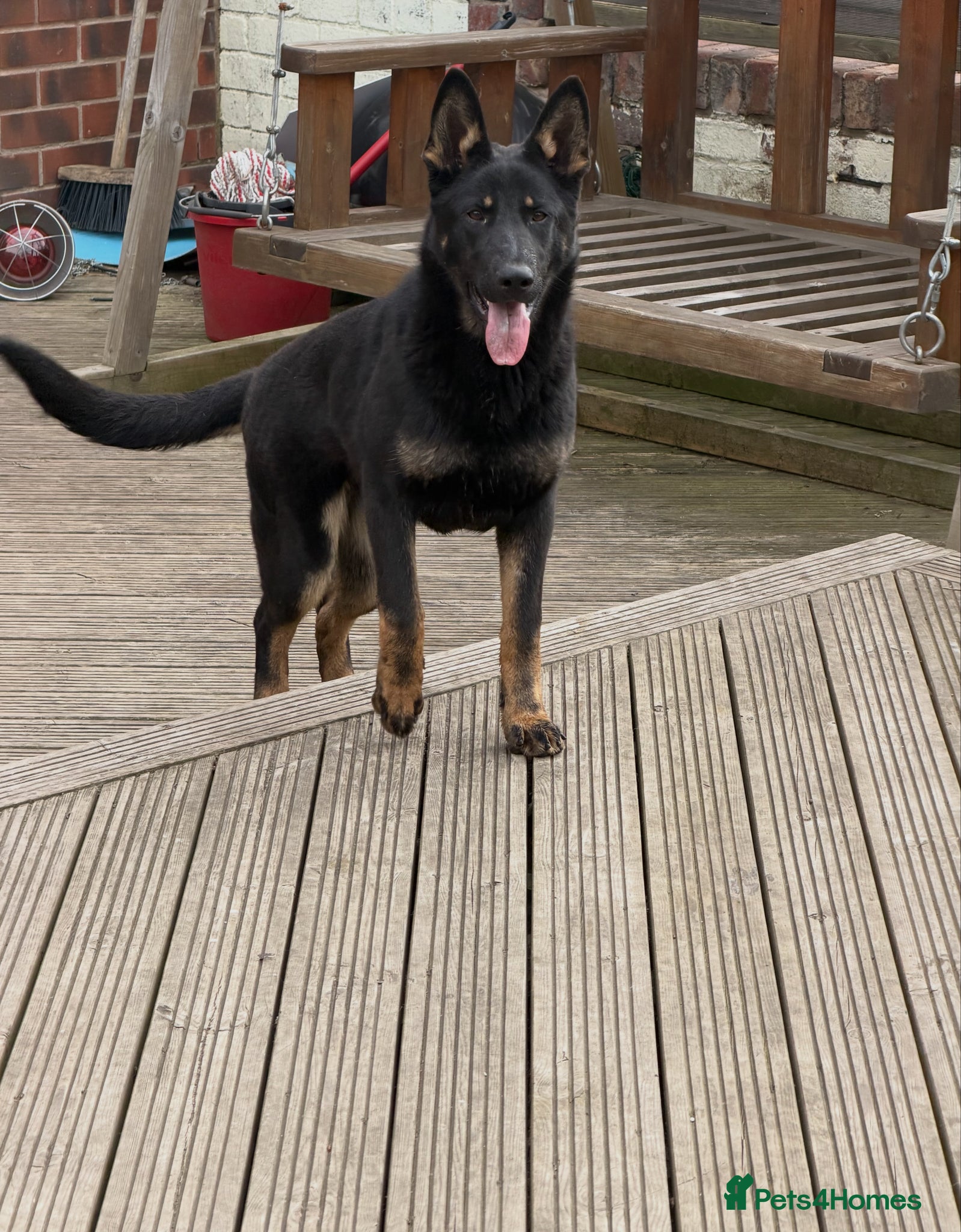 German Shepherd dogs **TOP WORKING LINE GERMAN SHEPHERD PUPPY** - Advert 1