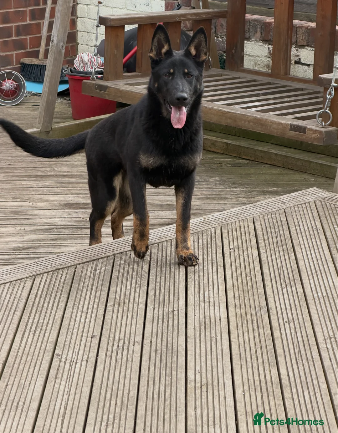 German Shepherd dogs for sale: **TOP WORKING LINE GERMAN SHEPHERD PUPPY** - Advert 1