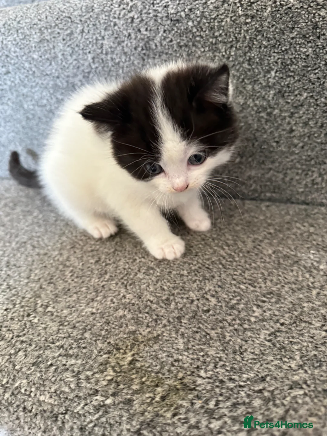 Ragdoll cats for sale: Ragdoll Cross Kittens – Available to Reserve - Advert 2
