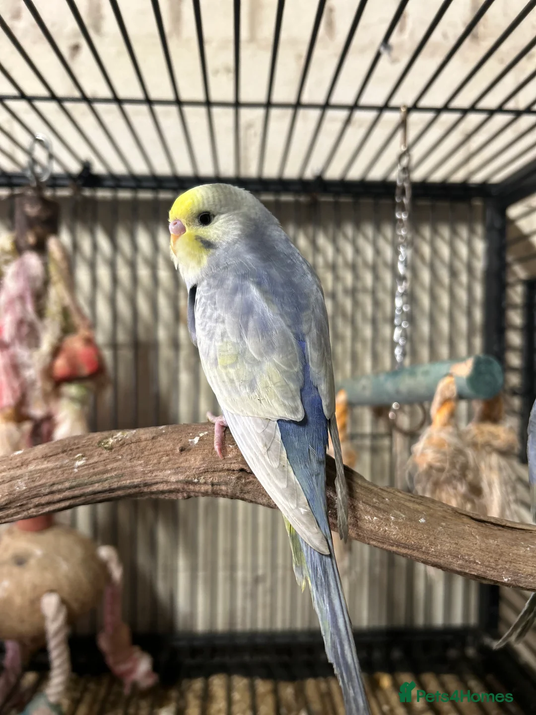 Budgerigars birds for sale: Rainbow budgies  - Advert 2