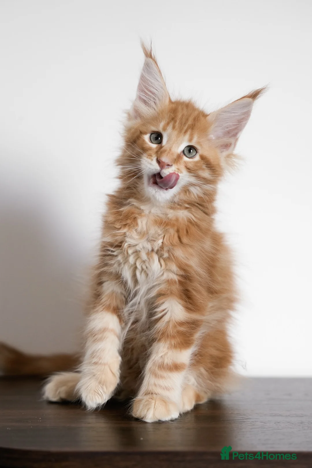 Maine Coon cats for sale: 5 Beautiful Russian Import Kittens TICA - Advert 2