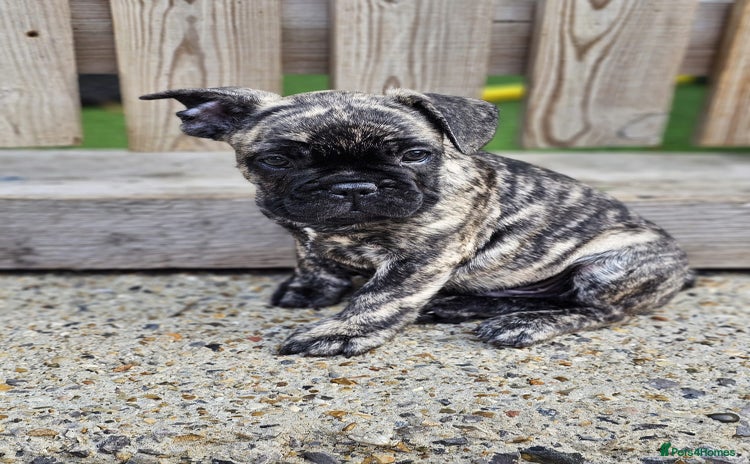 French Bulldog dogs - Advert 15