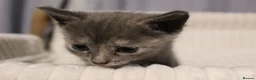 British Shorthair cats for sale: Stunning british short hair kittens 🐱  - Advert 17