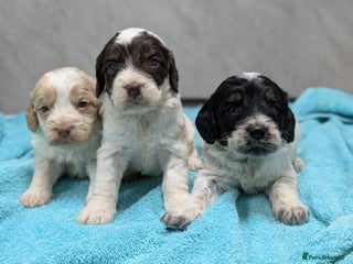 Cockapoo dogs - Advert 3