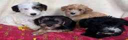 Mixed Breed dogs for sale: Beautiful Sealyham x poodle puppies  - Advert 12
