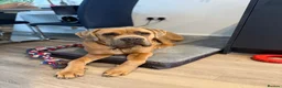 Cane Corso dogs for sale: 1.5 year old cane corso  - Advert 3