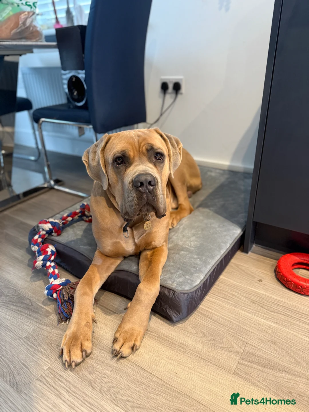Cane Corso dogs for sale: 1.5 year old cane corso  - Advert 3