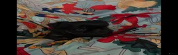 Griffon Bruxellois dogs for sale: Stunning Griffon Bruxellois puppies KC registered - Advert 22