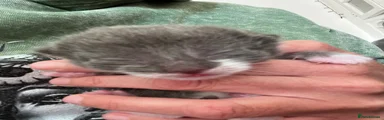 Ragdoll Kitten 3