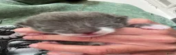 Ragdoll cats for sale: Ragdoll/abyssinian kittens  - Advert 6