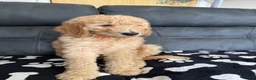 Goldendoodle dogs for sale: Beautiful golden doodle puppies for sale  - Advert 14