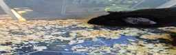 Guinea Pig rodents for sale: 3 baby male guinea pigs for sale £25 each  in Manchester - Advert 5