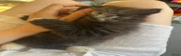 Mixed Breed cats for sale: Adorable Mixed Breed Kittens Ready For New Homes - Advert 21