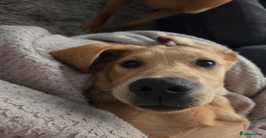 Labrador Retriever dogs - Advert 16