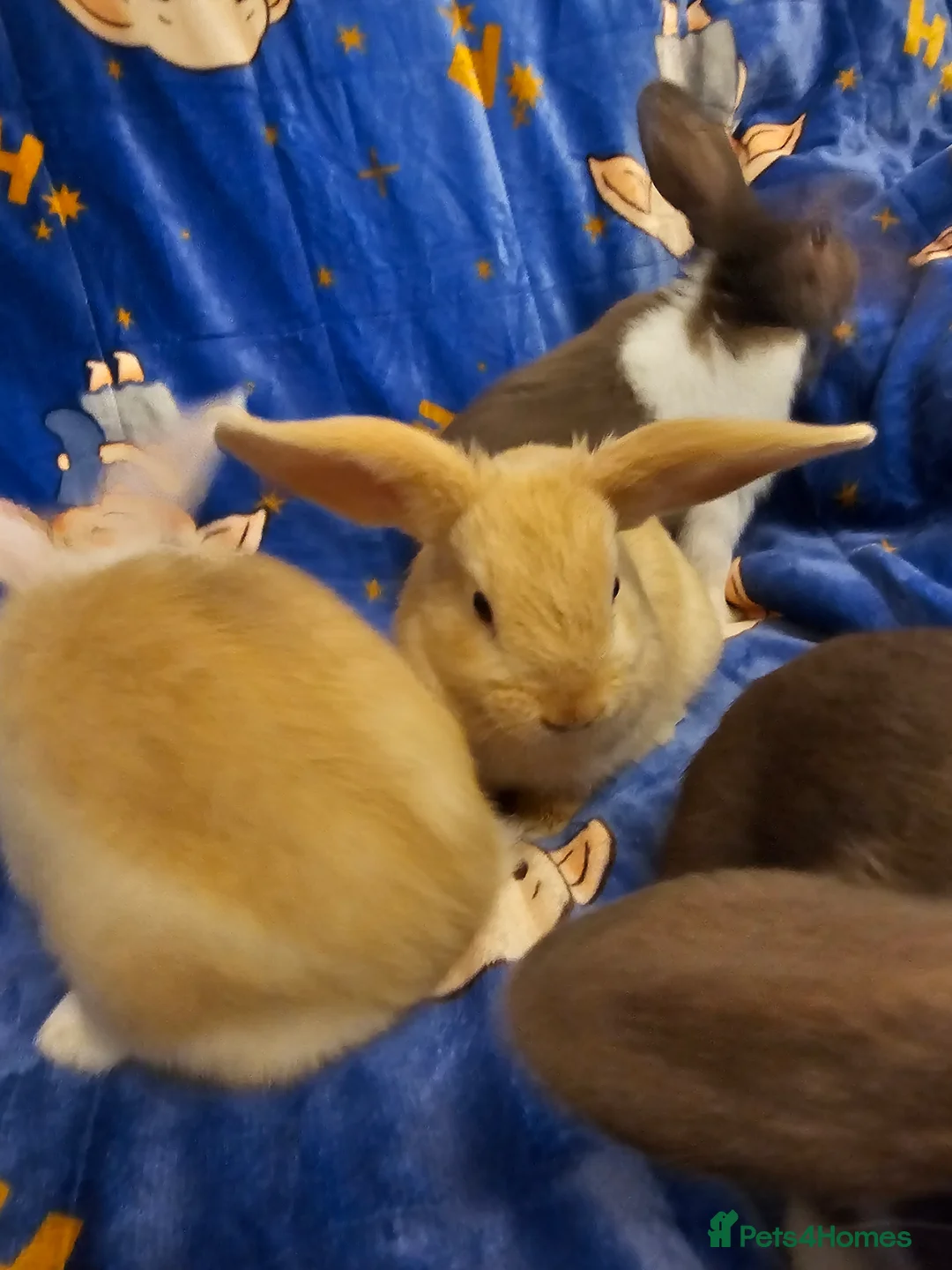 Mixed Breed rabbits for sale: 3 baby bunnies ready for their forever home - Advert 21