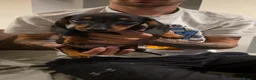 Miniature Dachshund dogs for sale: 5 miniature dacshunds puppies  - Advert 16