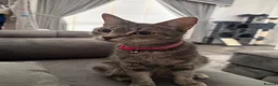 Mixed Breed cats for sale: Kittens ready to leave now in Manchester - Advert 1