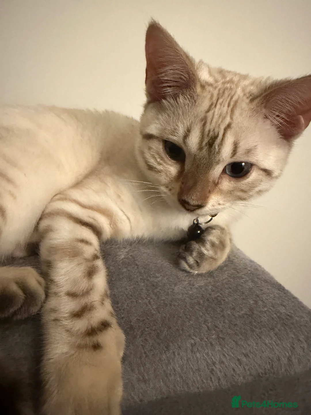 Bengal cats for sale: Snow Lynx Bengal  - Advert 2