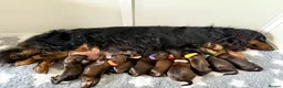 Dachshund dogs for sale: Standard Longhair Dachshunds  - Advert 3