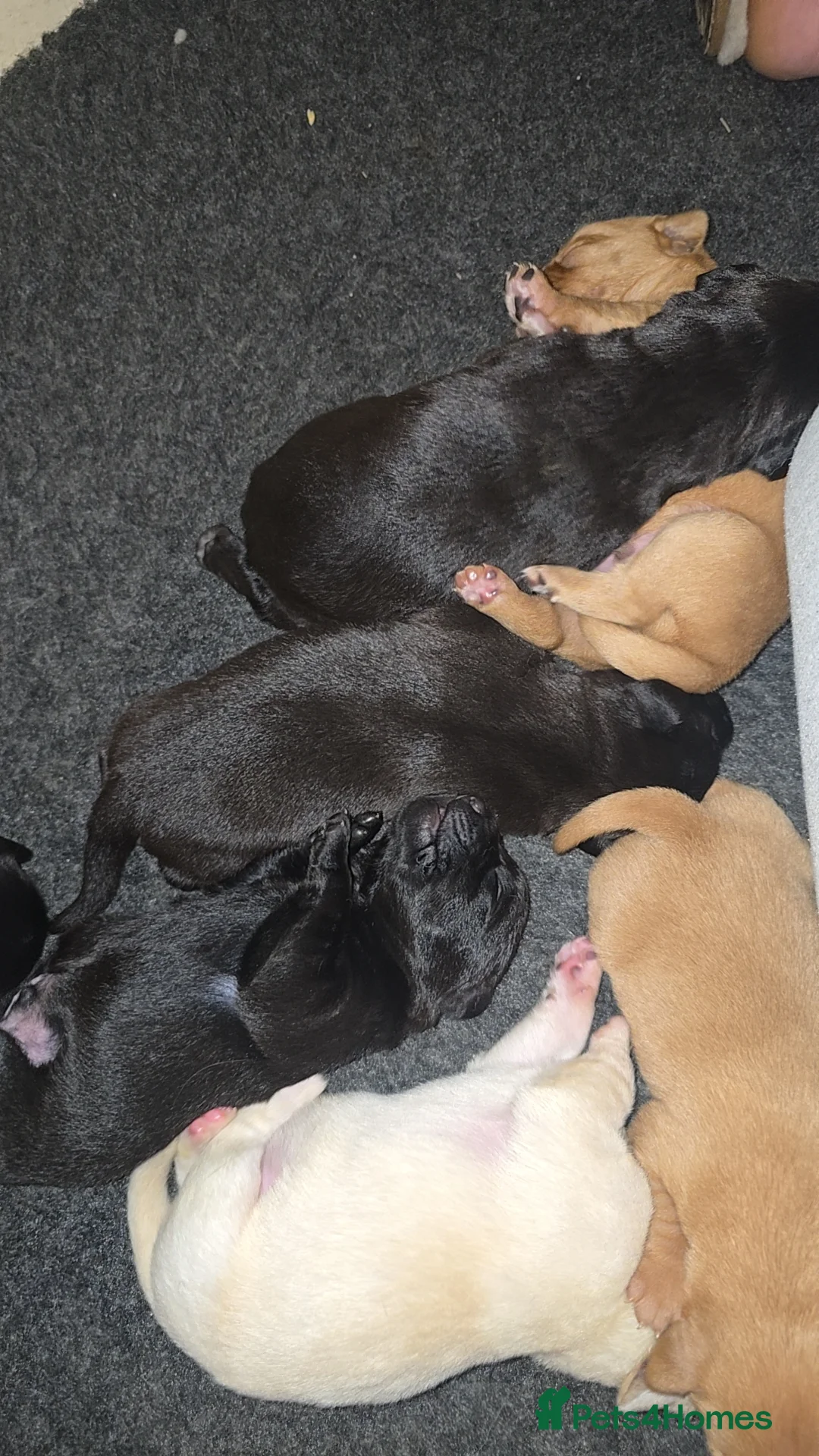 Labrador Retriever dogs for sale: 5 labrador puppies  - Advert 21