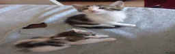 Mixed Breed cats for sale: Kittens for sale  in South Croydon - Advert 16