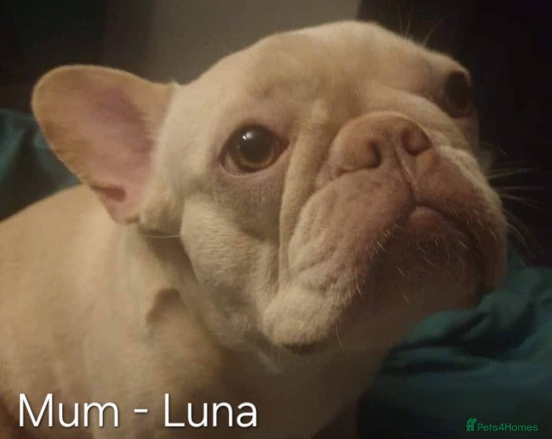 French Bulldog dogs for sale: Last Baby Girl - French Bulldog Puppies - Image 6