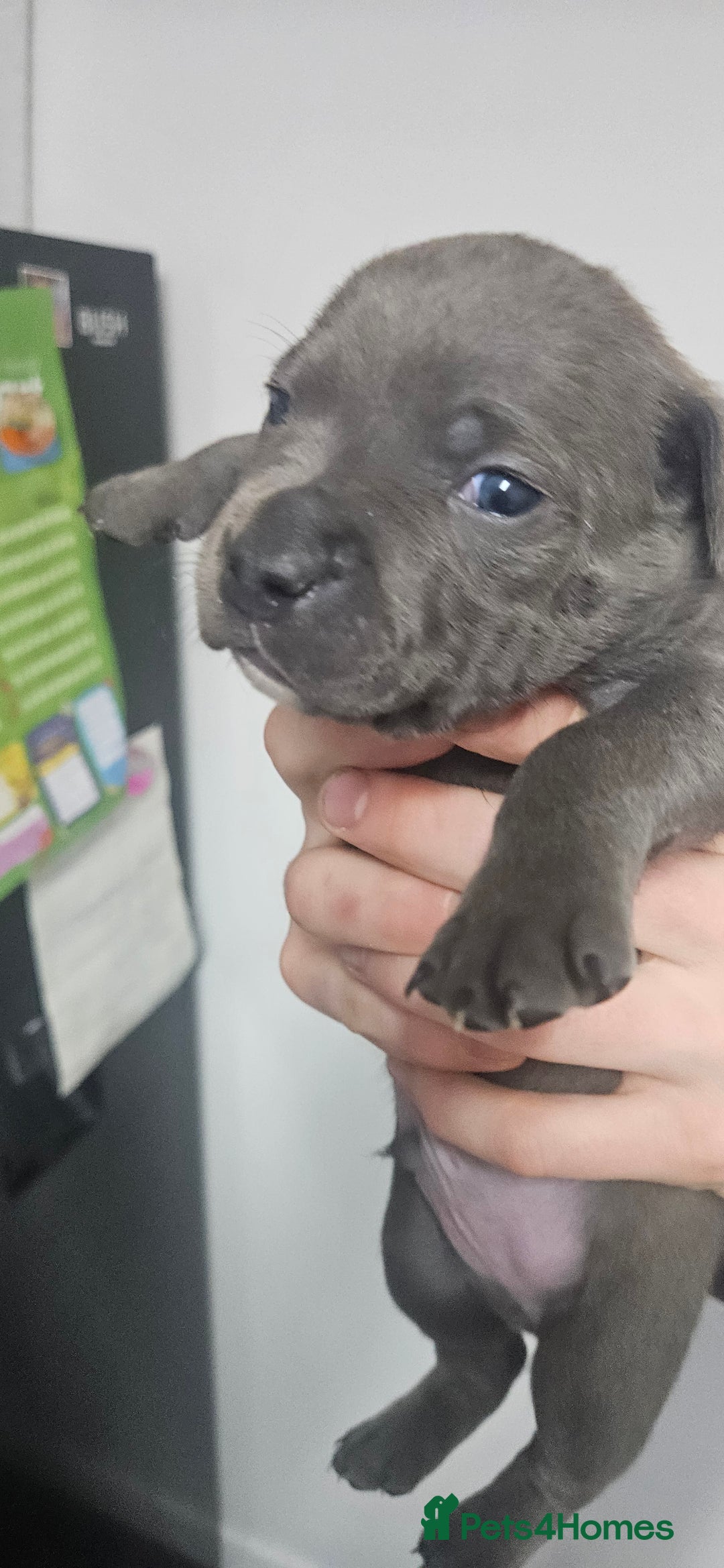 Mixed Breed dogs for sale: Mix Staffy puppies  - Image 13