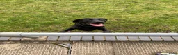 Labrador Retriever dogs for sale: Selling unfortunately due to my own health issues  - Advert 3