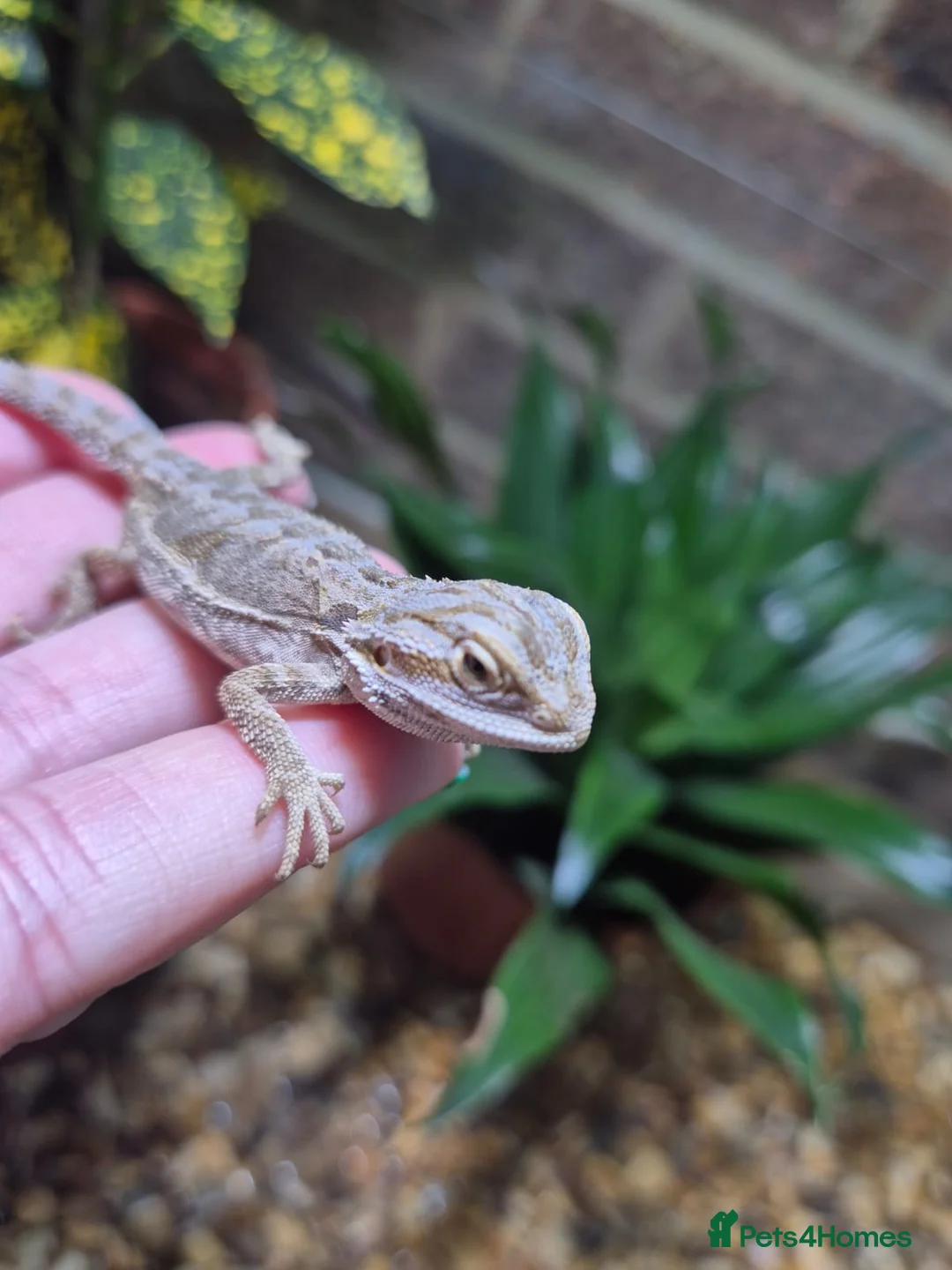 Bearded Dragon reptiles for sale:  Baby bearded dragons - Advert 7