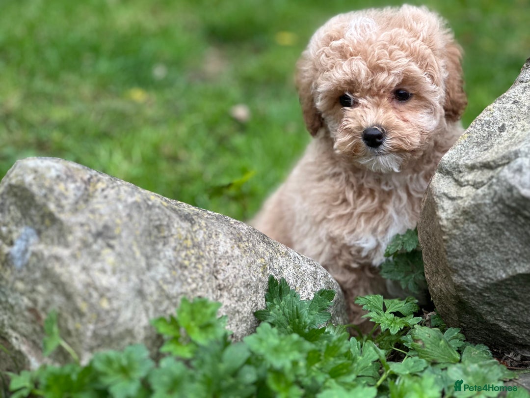 Shihpoo dogs for sale: Absolutely stunning Shihpoo pups ready now ❤️ - Image 22