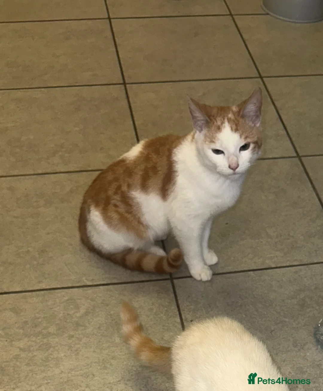 Mixed Breed cats for sale: 1 white boy, 2 white and orange girls - Advert 7