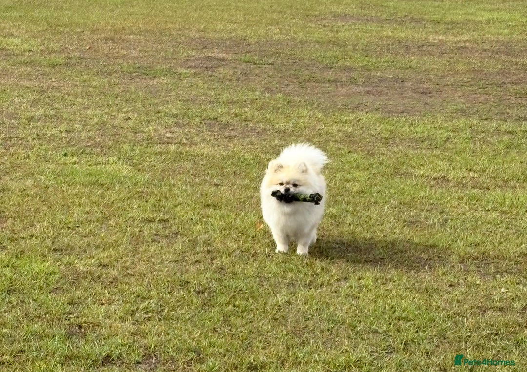 Pomeranian dogs for stud: Pomeranian Stud 1yr - Advert 12