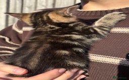 Mixed Breed cats for sale: 5 Gorgeous kittens available now - Image 33
