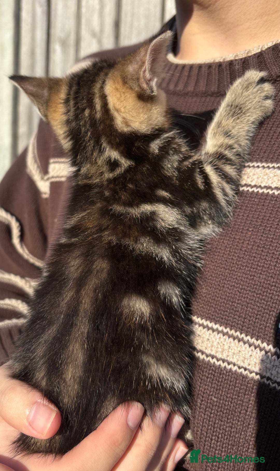 Mixed Breed cats for sale: 5 Gorgeous kittens available now - Image 33
