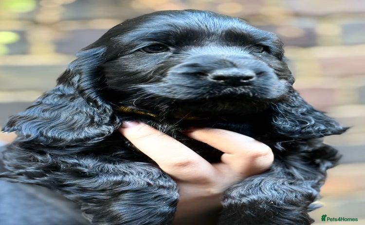 Cocker Spaniel dogs - Advert 10