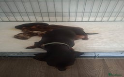 Dachshund dogs for sale: Puppies  - Image 11