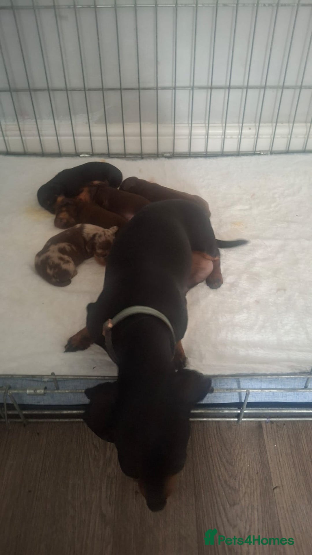 Dachshund dogs for sale: Puppies  - Image 11