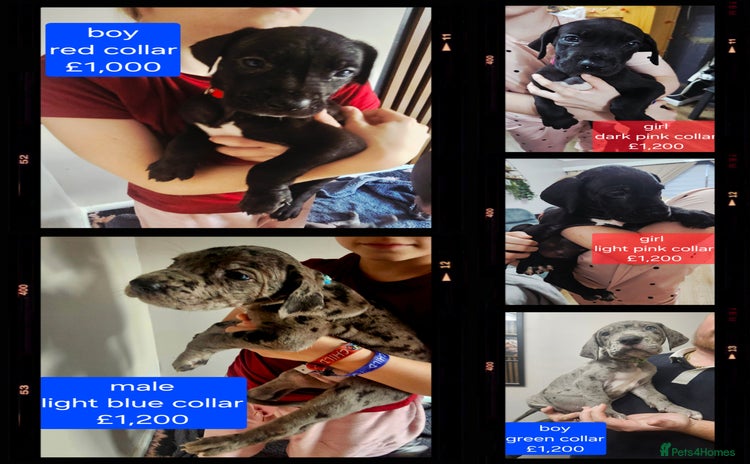 Great Dane dogs Great dane puppies  - Advert 5