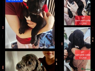 Great Dane dogs Great dane puppies - Advert 16