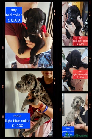 Great Dane dogs Great dane puppies - Advert 5