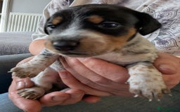 Mixed Breed dogs for sale: 6 stunning jackshund puppies ready to leave now - Image 15