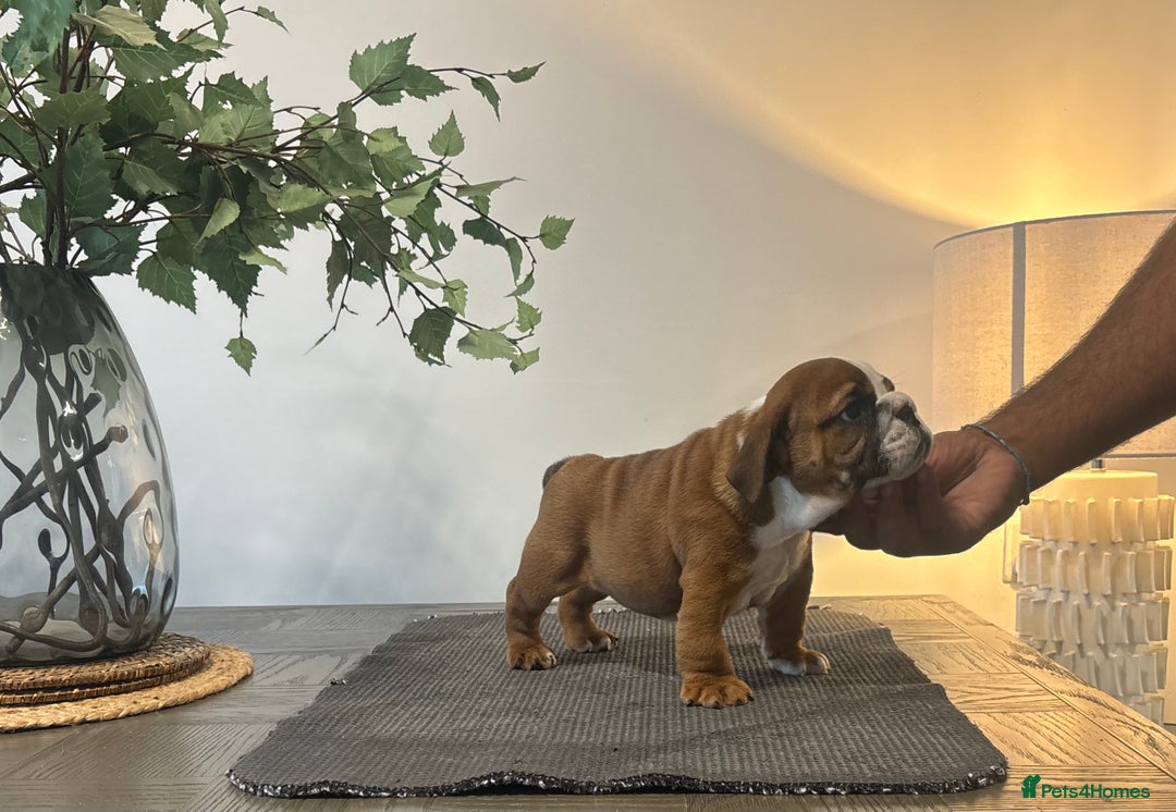 English Bulldog dogs for sale: Kc reg Stunning show quality pup  - Image 2