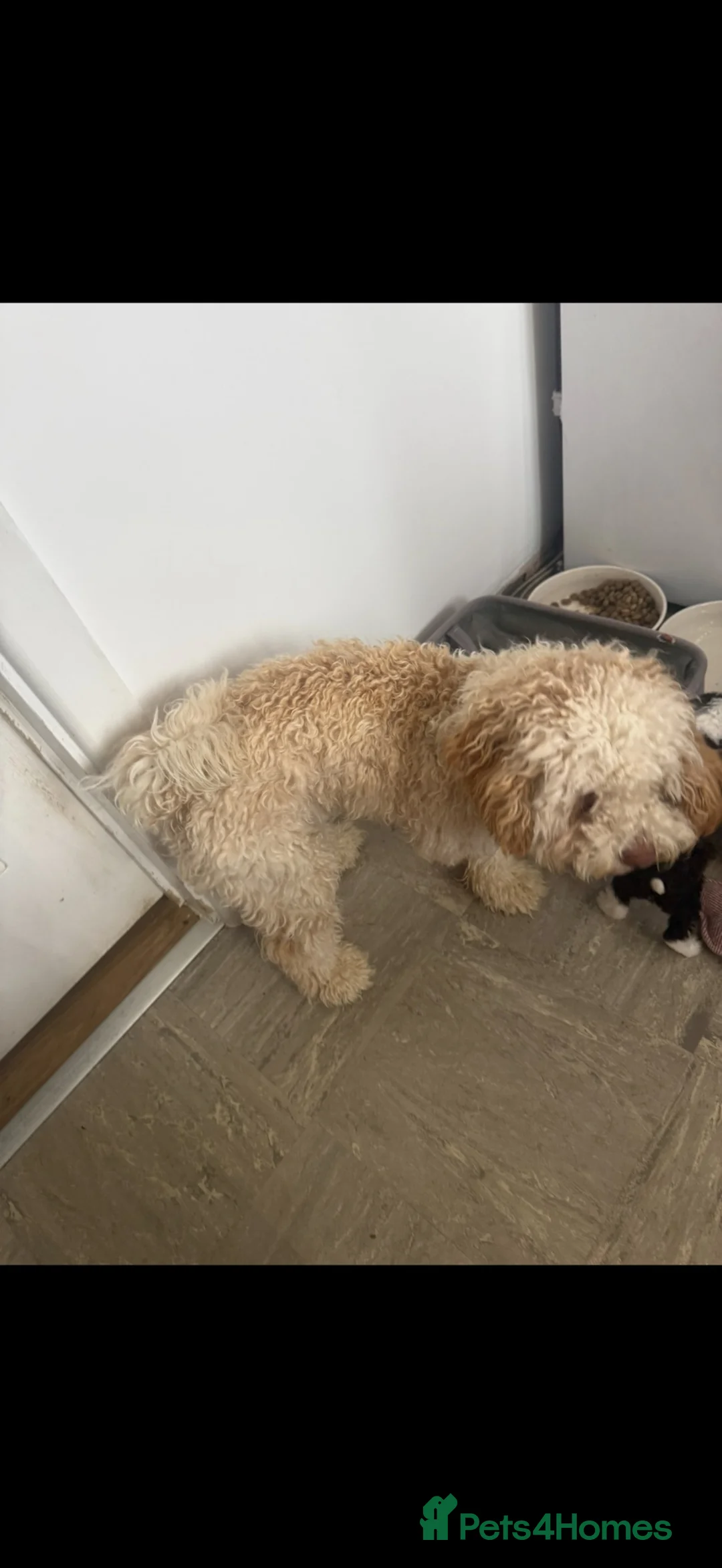 Cockapoo dogs for sale: Beautiful year old cockapoo x la aphso  in Great Missenden - Advert 4